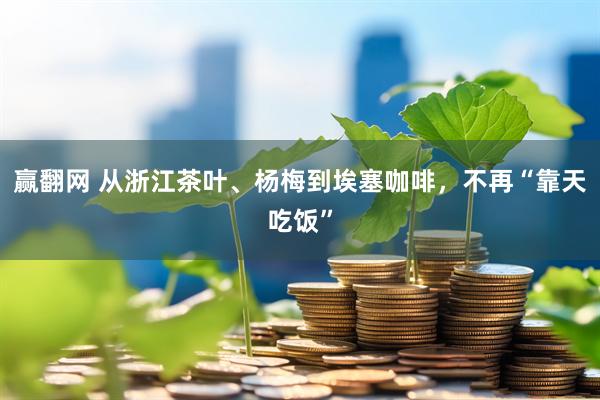 赢翻网 从浙江茶叶、杨梅到埃塞咖啡，不再“靠天吃饭”